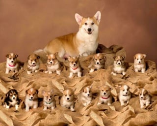 Illustration de l'article : 20 photos splendides de Corgis qui donnent raison aux inconditionnels de cette race