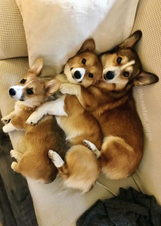 Illustration de l'article : 20 photos splendides de Corgis qui donnent raison aux inconditionnels de cette race