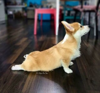 Illustration de l'article : 20 photos splendides de Corgis qui donnent raison aux inconditionnels de cette race