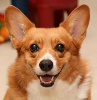 Illustration de l'article : 20 photos splendides de Corgis qui donnent raison aux inconditionnels de cette race