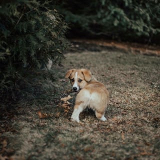 Illustration de l'article : 20 photos splendides de Corgis qui donnent raison aux inconditionnels de cette race