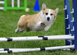 Illustration de l'article : 20 photos splendides de Corgis qui donnent raison aux inconditionnels de cette race