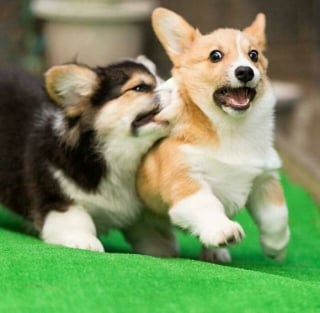 Illustration de l'article : 20 photos splendides de Corgis qui donnent raison aux inconditionnels de cette race