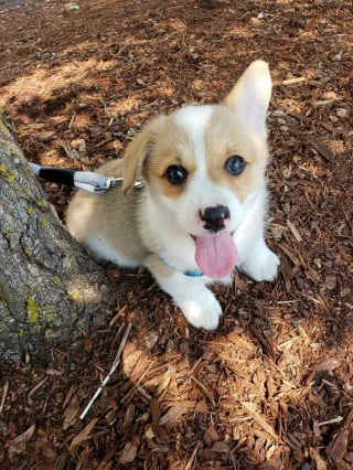 Illustration de l'article : 20 photos splendides de Corgis qui donnent raison aux inconditionnels de cette race