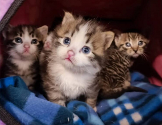 Illustration de l'article : Des bénévoles interviennent au beau milieu de la nuit pour secourir une chatte et ses chatons coincés sous un immeuble