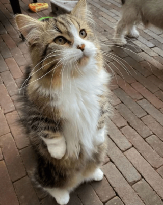 Illustration de l'article : 20 photos adorables de chats Munchkin qui vous séduiront avec leurs courtes pattes