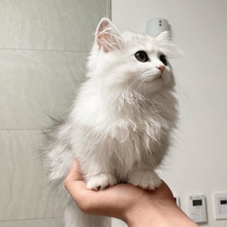 Illustration de l'article : 20 photos adorables de chats Munchkin qui vous séduiront avec leurs courtes pattes