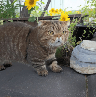 Illustration de l'article : 20 photos adorables de chats Munchkin qui vous séduiront avec leurs courtes pattes