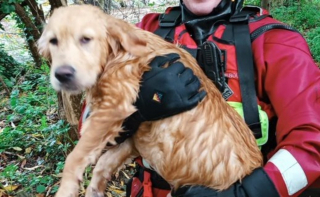 Illustration de l'article : Lors de sa première intervention, la nouvelle recrue des pompiers sauve un chien de la noyade