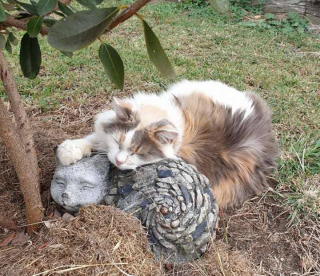 Illustration de l'article : Une chatte âgée se prend d’affection pour une statue représentant un congénère et se blottit contre elle pour de longues siestes
