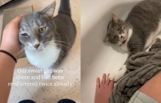 Illustration de l'article : L'instant émouvant où une chatte sauvée de l'ouragan Ian rencontre son adoptante (vidéo)