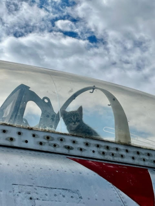 Illustration de l'article : Une chatte se faufile dans le cockpit d'un vieil avion et décide d'y fonder une famille