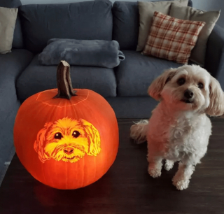 Illustration de l'article : 17 portraits d'animaux réalisés sur des citrouilles d'Halloween et approuvés par les chiens et les chats