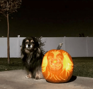 Illustration de l'article : 17 portraits d'animaux réalisés sur des citrouilles d'Halloween et approuvés par les chiens et les chats