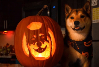 Illustration de l'article : 17 portraits d'animaux réalisés sur des citrouilles d'Halloween et approuvés par les chiens et les chats