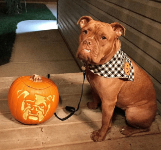 Illustration de l'article : 17 portraits d'animaux réalisés sur des citrouilles d'Halloween et approuvés par les chiens et les chats