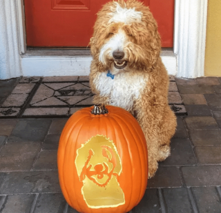 Illustration de l'article : 17 portraits d'animaux réalisés sur des citrouilles d'Halloween et approuvés par les chiens et les chats