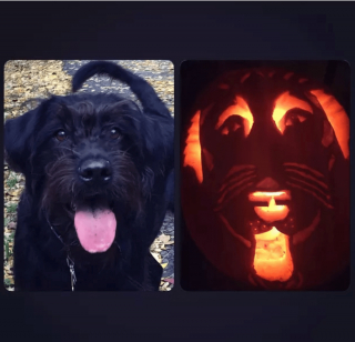 Illustration de l'article : 17 portraits d'animaux réalisés sur des citrouilles d'Halloween et approuvés par les chiens et les chats