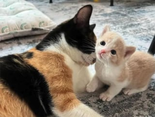 Illustration de l'article : Une chatte et son petit adoptent un bébé orphelin sous le regard attendri de leur famille d’accueil