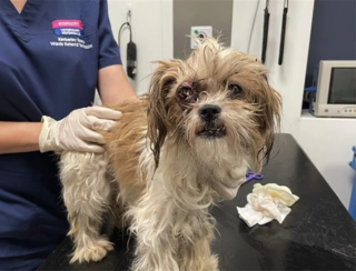 Illustration de l'article : Une chienne Shih Tzu retrouvée en bien piteux état goûte enfin au bonheur après avoir reçu les soins dont elle avait besoin