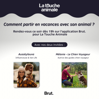 Illustration de l'article : La Touche Animale, épisode 10 : gros plan sur les vacances avec son animal de compagnie