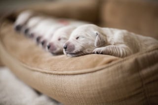 Illustration de l'article : 20 photos déroutantes d'animaux posant aux côtés de leurs copies conformes