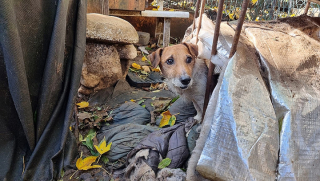 Illustration de l'article : 58 chiens et un lapin sauvés de conditions de vie déplorables dans le Val-d’Oise