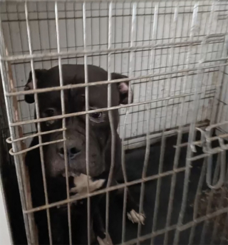 Illustration de l'article : Aulnay-sous-Bois : 11 chiens retrouvés enfermés chez un homme qui faisait déjà l’objet d’une accusation pour maltraitance animale