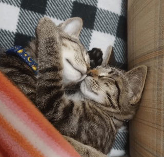 Illustration de l'article : 14 photos mignonnes à souhait de chats s'étant emmitouflés pour se protéger du froid 