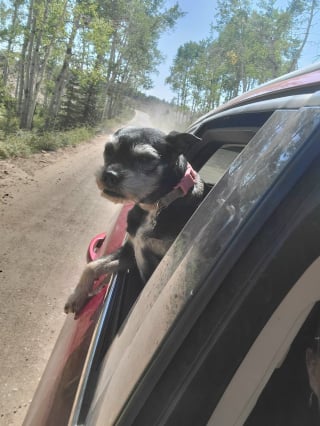 Illustration de l'article : Un chien intervient courageusement pour protéger sa maîtresse attaquée par un ours