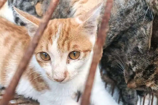 Illustration de l'article : 150 chats domestiques sauvés par la police d’un abattoir en Chine : « ils utilisaient des oiseaux pour les capturer »