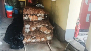 Illustration de l'article : 150 chats domestiques sauvés par la police d’un abattoir en Chine : « ils utilisaient des oiseaux pour les capturer »