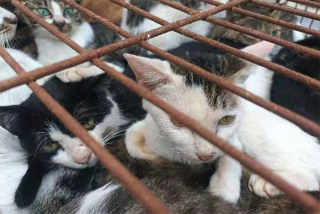 Illustration de l'article : 150 chats domestiques sauvés par la police d’un abattoir en Chine : « ils utilisaient des oiseaux pour les capturer »