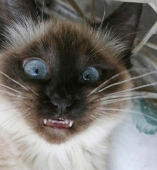 Illustration de l'article : 20 photos désopilantes de chats affichant leurs plus belles grimaces
