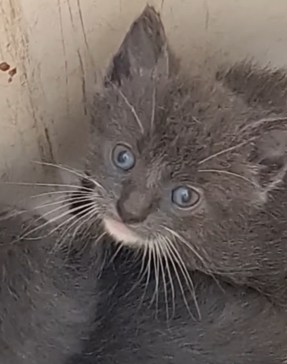 Illustration de l'article : 5 chatons de quelques semaines abandonnés dans une poubelle sont sauvés grâce à un chien