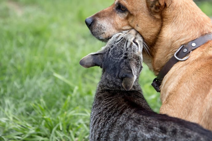 20 Magnifiques Photos Rappelant Que Chiens Et Chats Peuvent être Les ...