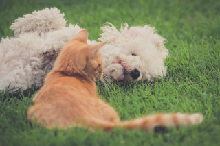 Illustration de l'article : 20 magnifiques photos rappelant que chiens et chats peuvent être les meilleurs amis du monde