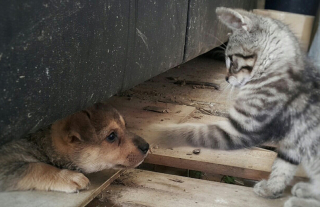 Illustration de l'article : 20 magnifiques photos rappelant que chiens et chats peuvent être les meilleurs amis du monde