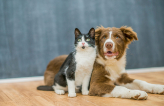 Illustration de l'article : 20 magnifiques photos rappelant que chiens et chats peuvent être les meilleurs amis du monde