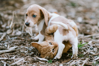 Illustration de l'article : 20 magnifiques photos rappelant que chiens et chats peuvent être les meilleurs amis du monde