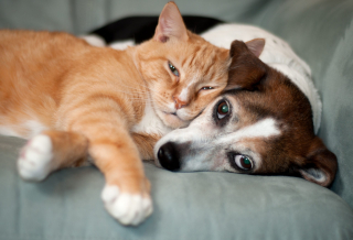 Illustration de l'article : 20 magnifiques photos rappelant que chiens et chats peuvent être les meilleurs amis du monde