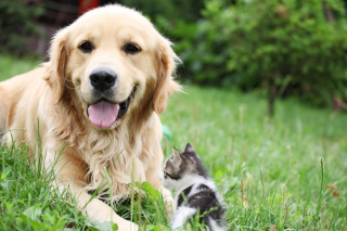 Illustration de l'article : 20 magnifiques photos rappelant que chiens et chats peuvent être les meilleurs amis du monde