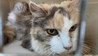 Illustration de l'article : Une chatte sénior en fugue tombe dans un égout pluvial, policiers et pompiers collaborent à son sauvetage