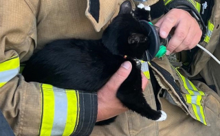 Illustration de l'article : Un chat pris au piège dans une maison en feu et sur le point de s'écrouler, les pompiers interviennent