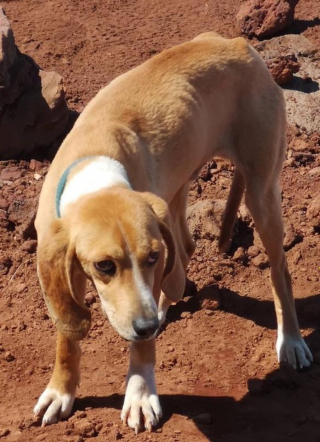 Illustration de l'article : Ils sauvent un chien perdu en montagne et qu'ils croyaient errant, puis apprennent qu'on le cherchait depuis des mois