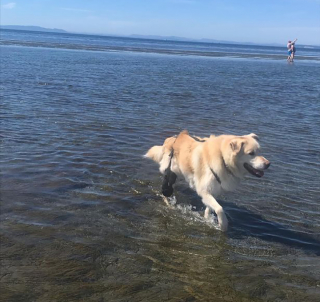 Illustration de l'article : Ce Golden Retriever a opéré une métamorphose qui lui a sauvé la vie en perdant 47 kilogrammes en un an