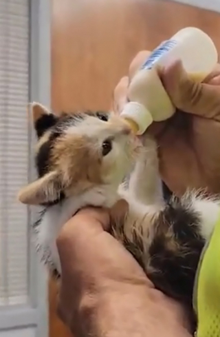 Illustration de l'article : Un chaton abandonné dans une décharge à ciel ouvert trouve un nouveau foyer chez un éboueur tombé sous son charme