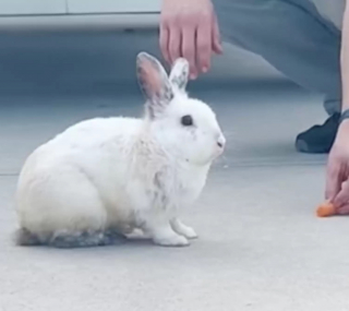 Illustration de l'article : Un lapin épuisé et affamé s'invite dans un jardin dans l'espoir qu'on lui vienne en aide (vidéo)