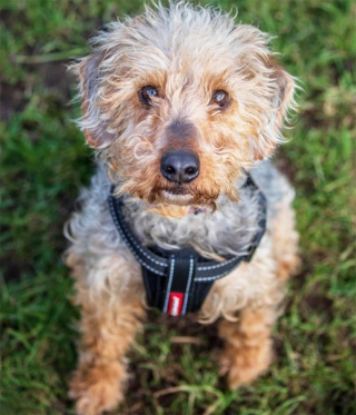 Illustration de l'article : Après avoir été jetée sans ménagement d’un véhicule roulant à 80 km/h, cette chienne a enfin droit au bonheur