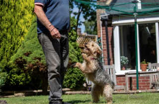 Illustration de l'article : Après avoir été jetée sans ménagement d’un véhicule roulant à 80 km/h, cette chienne a enfin droit au bonheur